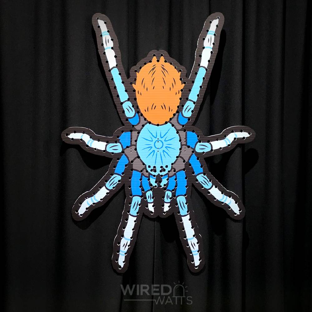 Giant Blue Tarantula Spider